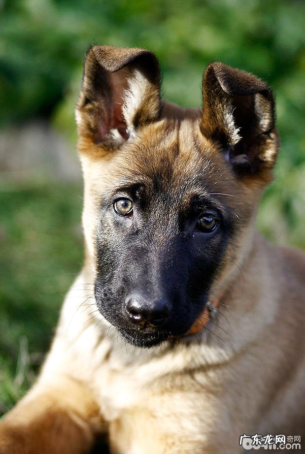 买德国牧羊犬的方式