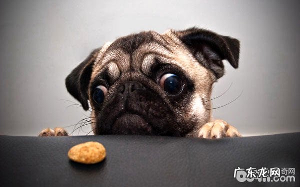 如何选择身心健康的巴哥犬