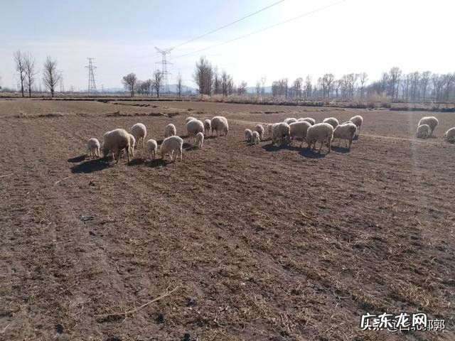 在冬天,农民最喜欢的业余生活有哪些?