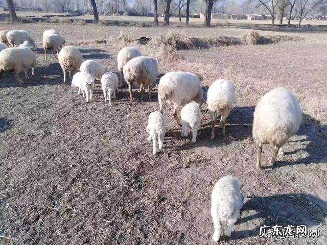 在冬天,农民最喜欢的业余生活有哪些?