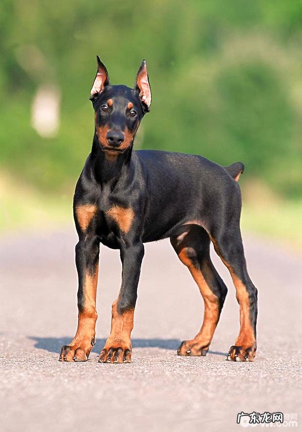 杜宾犬幼狗该怎么养