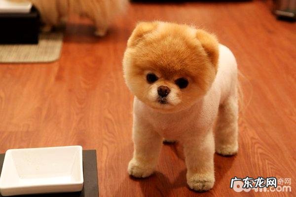 袖珍狗种类都什么