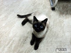 暹罗猫日常医护和喂养方法