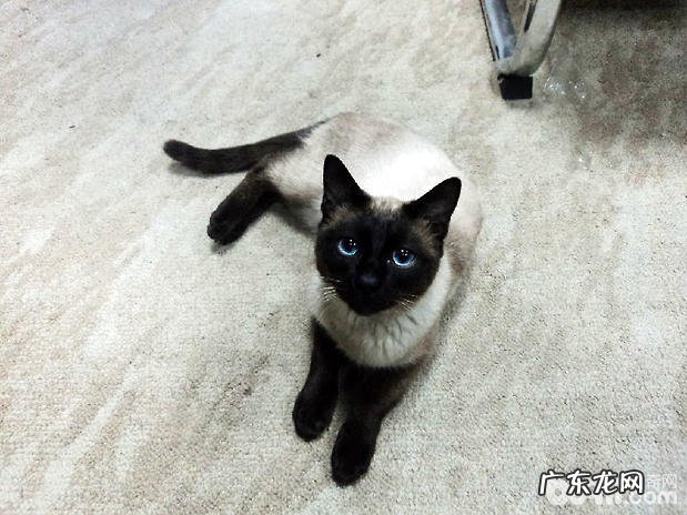 暹罗猫日常医护和喂养方法