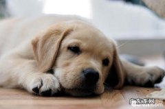 金毛牧羊犬喂养关键点留意