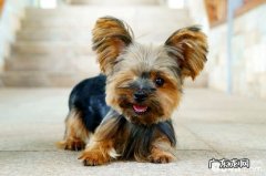 约克夏冼澡必不可少七大专用工具