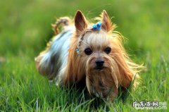 初学者购买约克夏