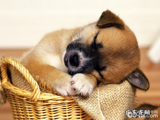 腊肠犬怎么养的好