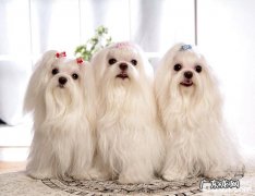 马尔济斯犬的美容保养