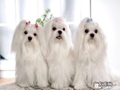 马尔济斯犬饮食搭配注意什么