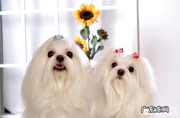 如何给马尔济斯犬清除脚丫