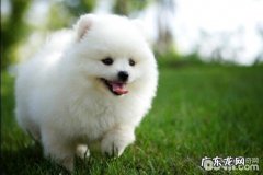 狗狗疫苗为何要打三针