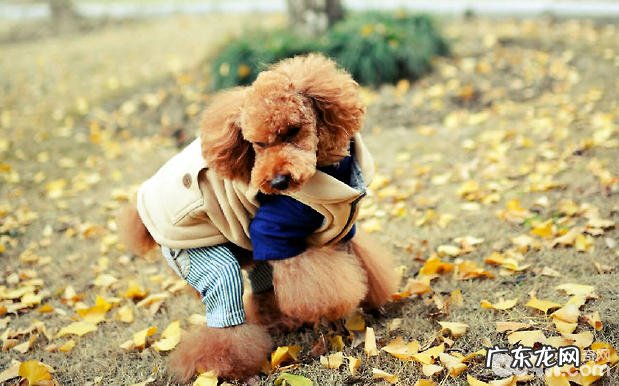 怎么检查小狗是不是肥胖症