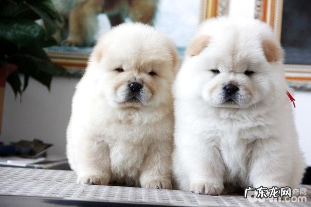 怎么给松狮清洗头发