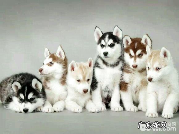 怎么给阿拉斯加犬冼澡