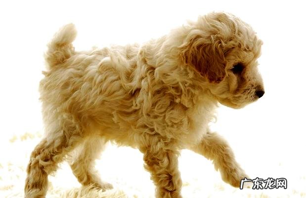 怎样饲养可卡幼犬