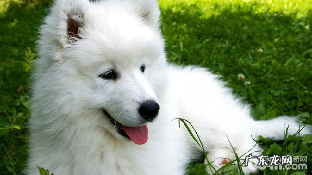 萨摩耶幼犬拉稀怎么办