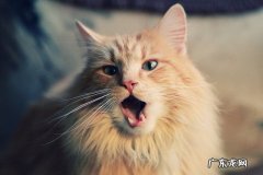 去SM公司当练习生的要求是什么啊?