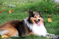 喜乐蒂购买方法方式