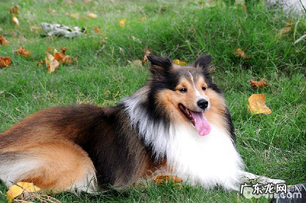 喜乐蒂购买方法方式