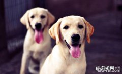 新生儿狗仔队的医护