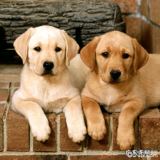 拉不拉多晚上不睡觉该怎么办