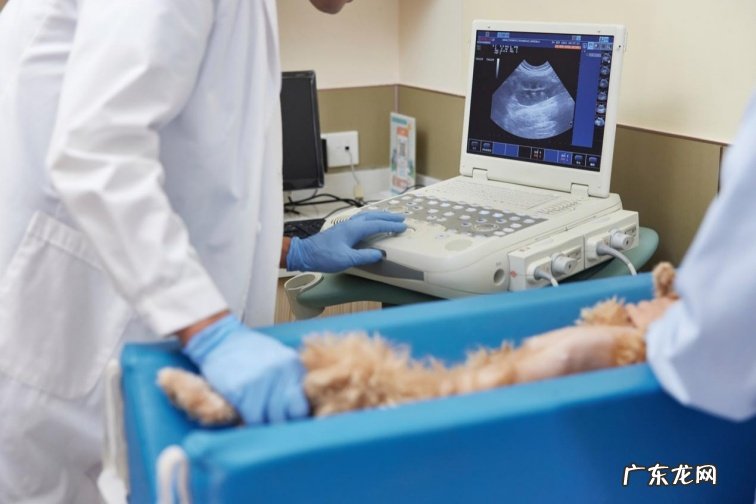 宠物综合服务平台波奇宠物与迅德软件达成战略合作