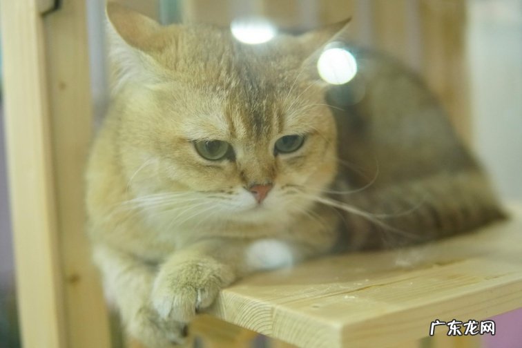 宠物综合服务平台波奇宠物与迅德软件达成战略合作