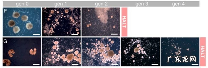 全球首个「活体机器人」生娃:100%青蛙基因,杀不死,可繁衍4世