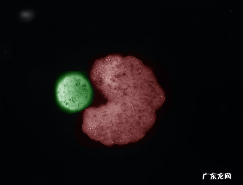 全球首个「活体机器人」生娃:100%青蛙基因,杀不死,可繁衍4世