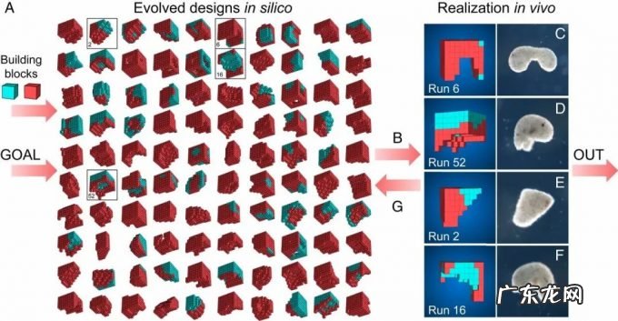 全球首个「活体机器人」生娃:100%青蛙基因,杀不死,可繁衍4世