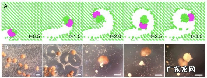 全球首个「活体机器人」生娃:100%青蛙基因,杀不死,可繁衍4世