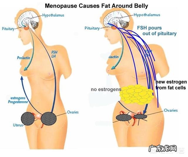 更年期为什么人就爱发胖,而且减肥特费劲?