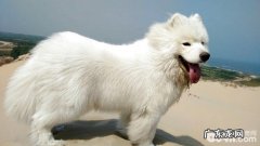 萨摩耶幼犬饲养方式