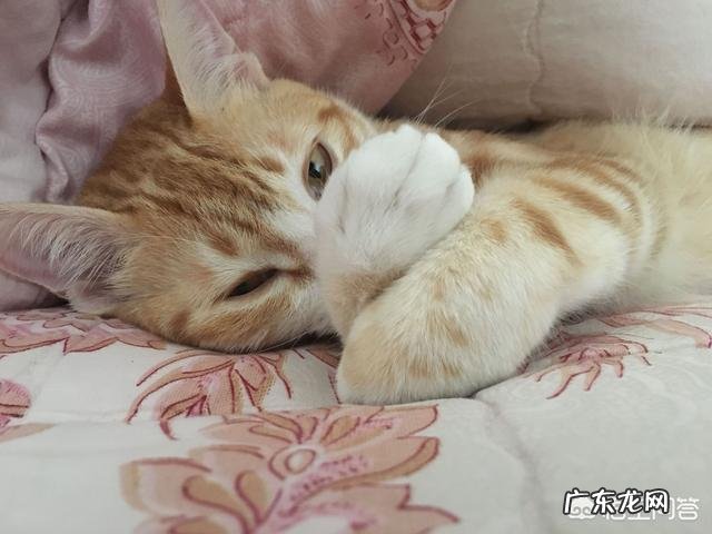 家里太热，猫主子上火怎么办？