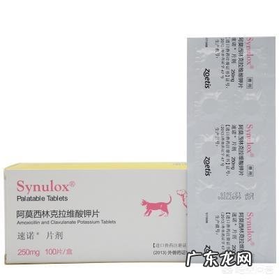 家里太热,猫主子上火怎么办?