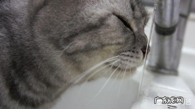 家里太热，猫主子上火怎么办？