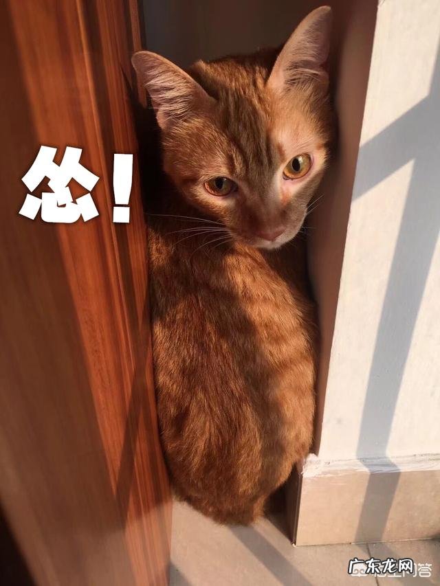 家里太热，猫主子上火怎么办？