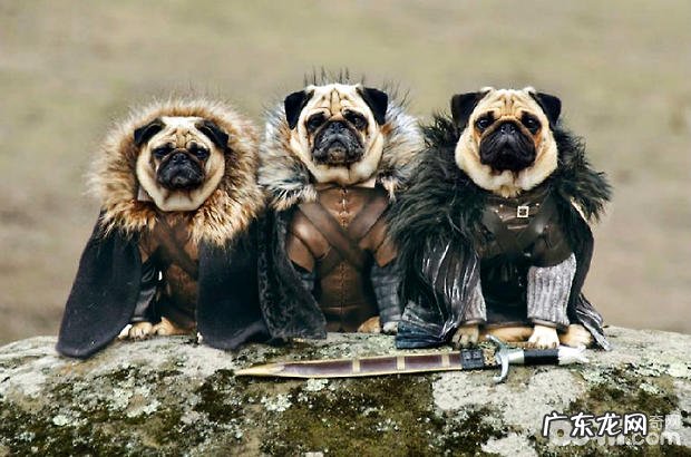 八哥犬的发源解读