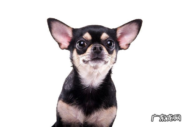 吉娃娃为何哆嗦