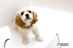 选择高品质的比熊犬