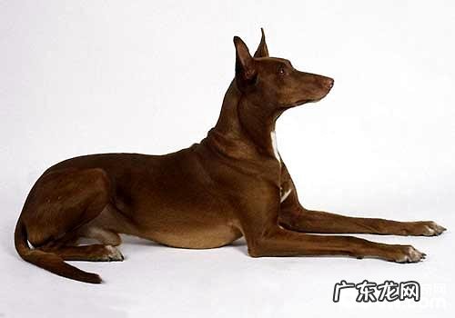 法老王猎犬喂养常见问题,法老王猎犬价钱