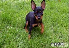 小鹿犬价格行情大盘点