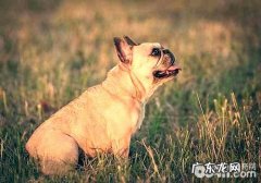 法国斗牛犬价格行情汇总，造成 价钱不一样的要素有什么？