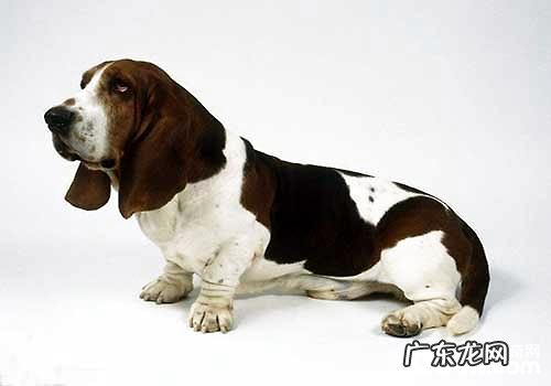 巴吉度犬价格行情汇总