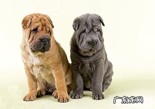 沙皮犬喂养留意的七个事宜