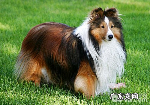 喜乐蒂德牧犬的优势