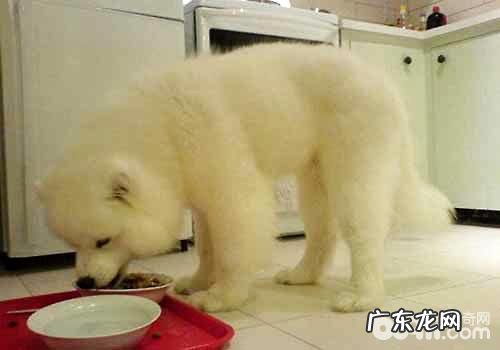 萨摩耶吃什么食物，萨摩耶不能吃什么？