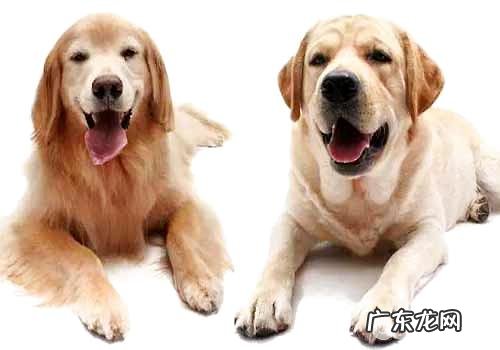 金毛和金毛狗狗的差别有什么？