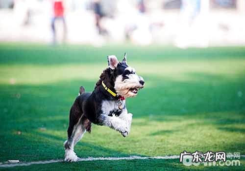 雪纳瑞性格特性有什么?